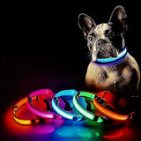 Hundehalsband mit LED Licht. Mit USB wiederaufladbar - Tierdiscounter.ch