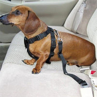 Hundeleine für die Autofahrt anschnallen-Tierdiscounter